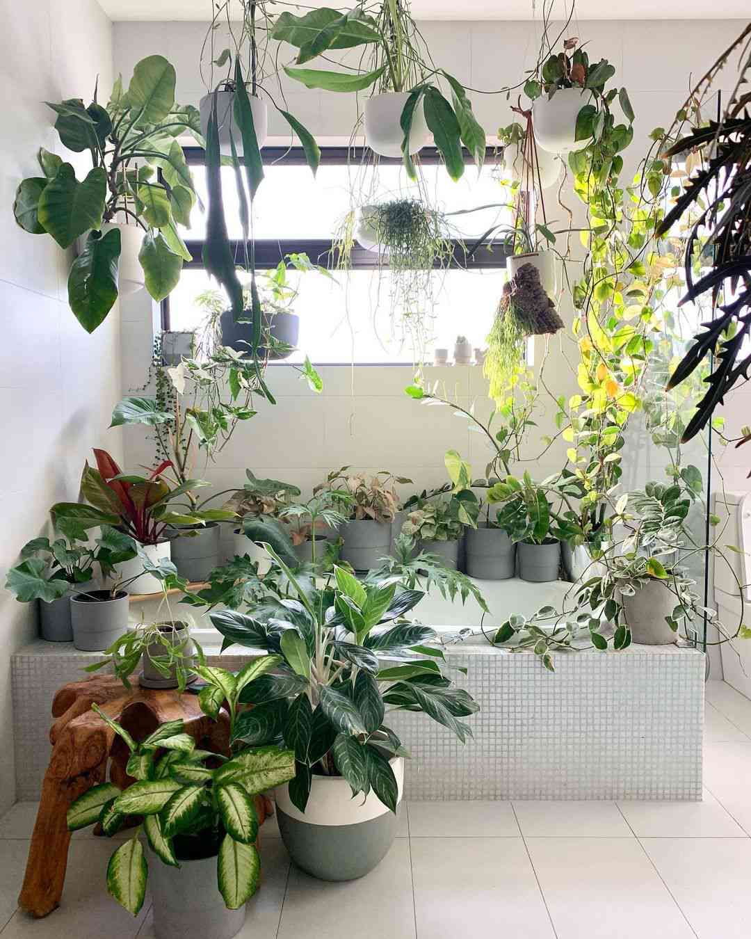 العديد من النباتات في الحمام